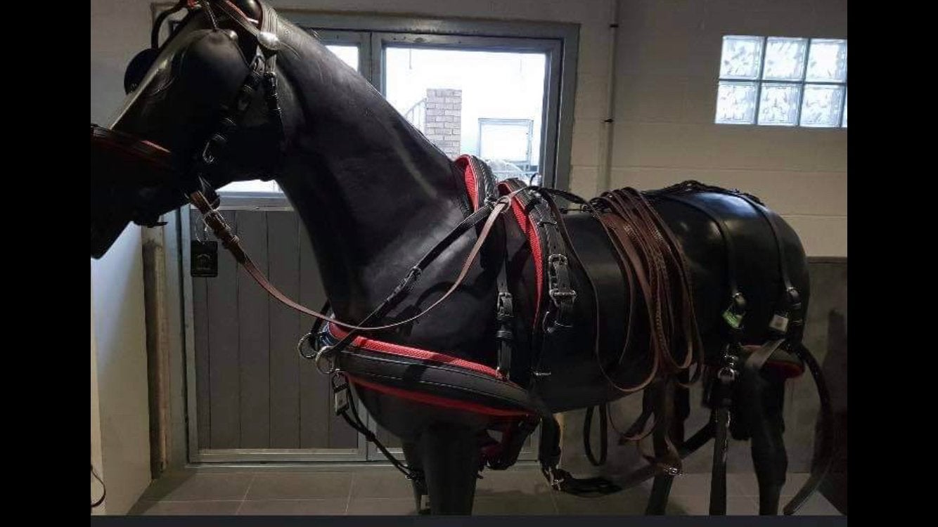 Harnais ideal equestrian, Enlèvement