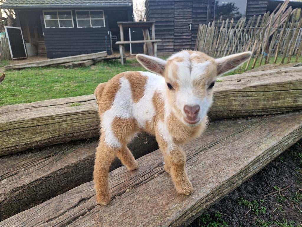 Dwerggeit lammetjes