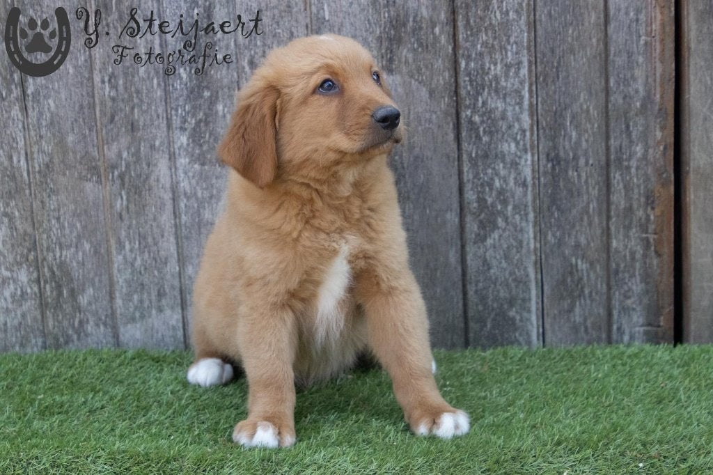 toller pup, beide ouders zijn aanwezig, Dieren en Toebehoren, Honden | Retrievers, Spaniëls en Waterhonden, Reu, Overige rassen