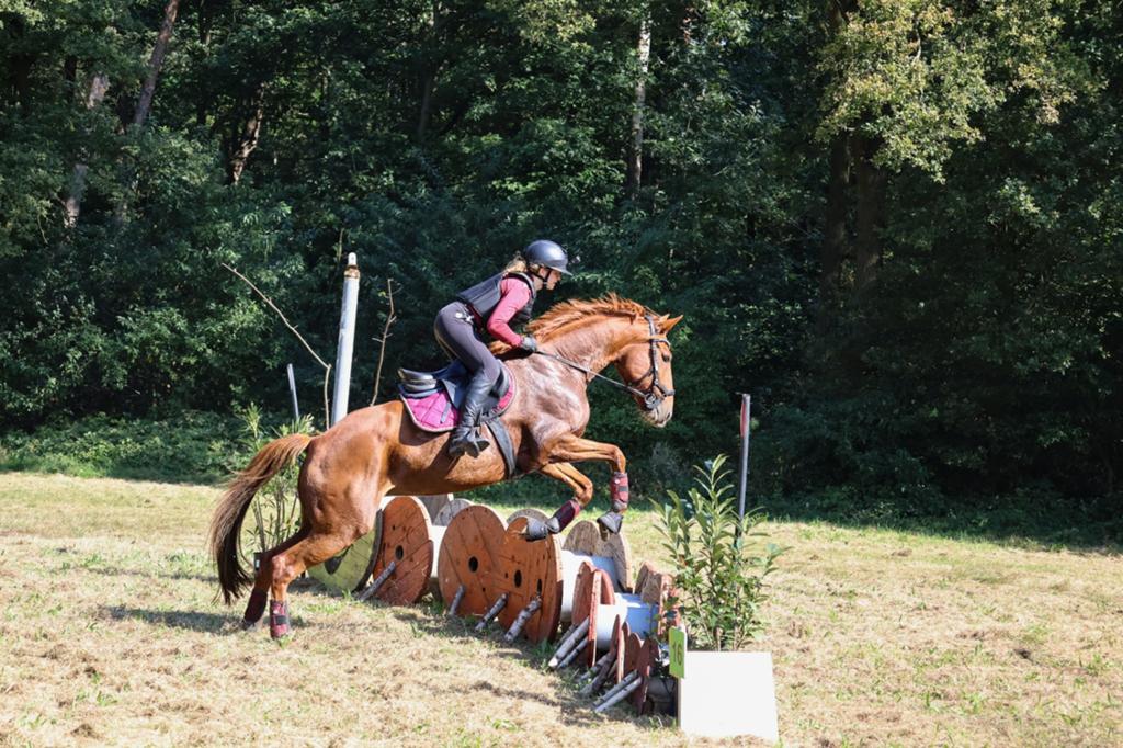 Vosse merrie, Dieren en Toebehoren, Paarden, Merrie, B, Minder dan 160 cm, 11 jaar of ouder, Recreatiepaard, Gechipt, Ontwormd
