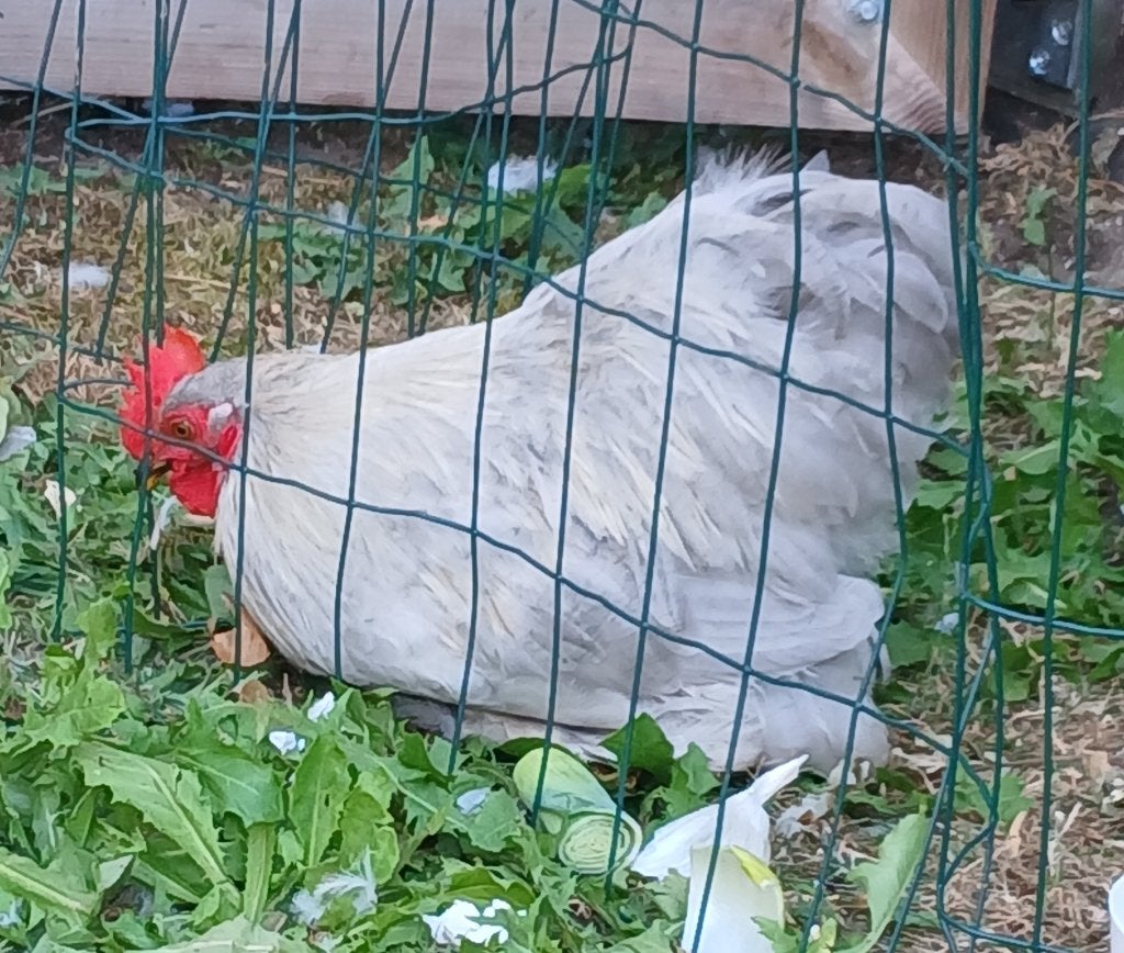 Haan Cochin grijs 3 maand, Mâle, Poule ou poulet