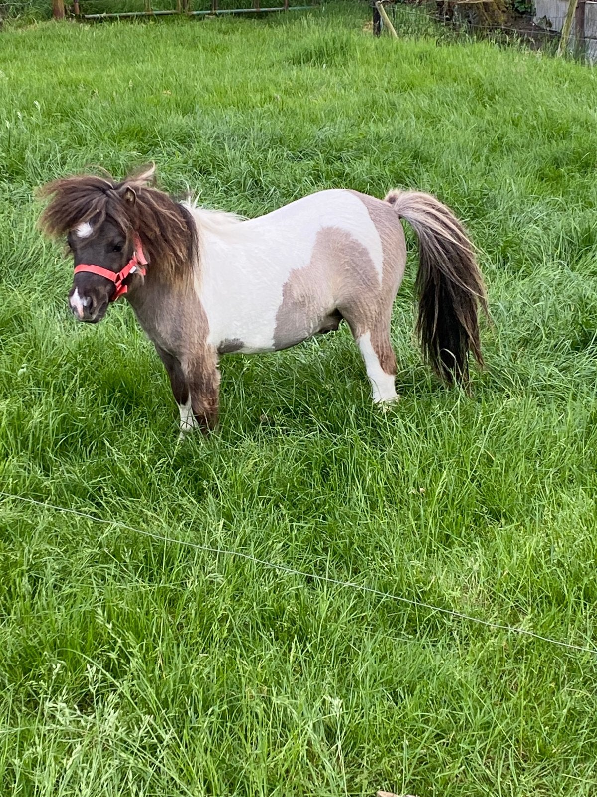 Mini shetland pony, Animaux & Accessoires, Étalon, Avec pedigree, 0 à 2 ans