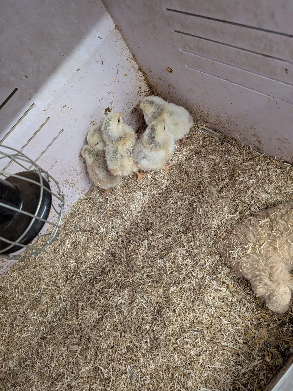 Kuikens wyandotte kriel, Dieren en Toebehoren, Pluimvee