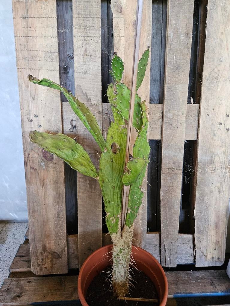 Cactus, Tuin en Terras, Planten | Tuinplanten, Ophalen