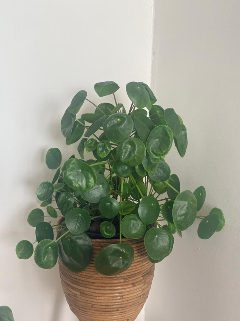 Pannenkoekenolant (Pilea peperomioides), Maison & Meubles, Plantes d'intérieur, Enlèvement