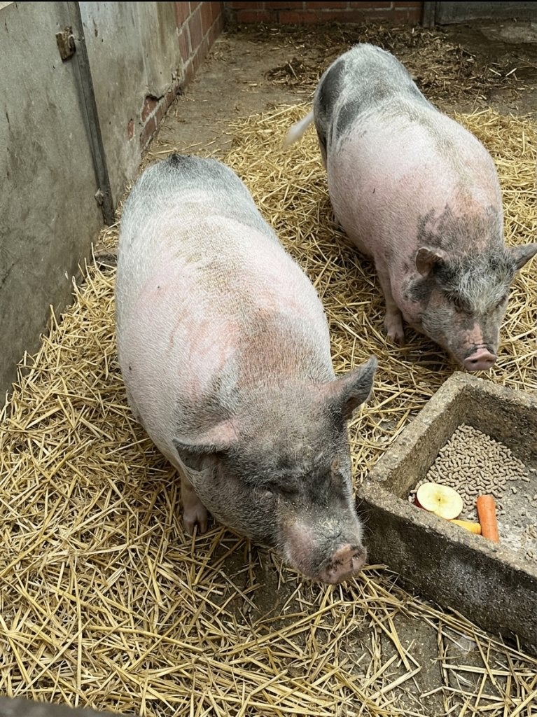 Gratis Hangbuikvarken, Dieren en Toebehoren, Juni