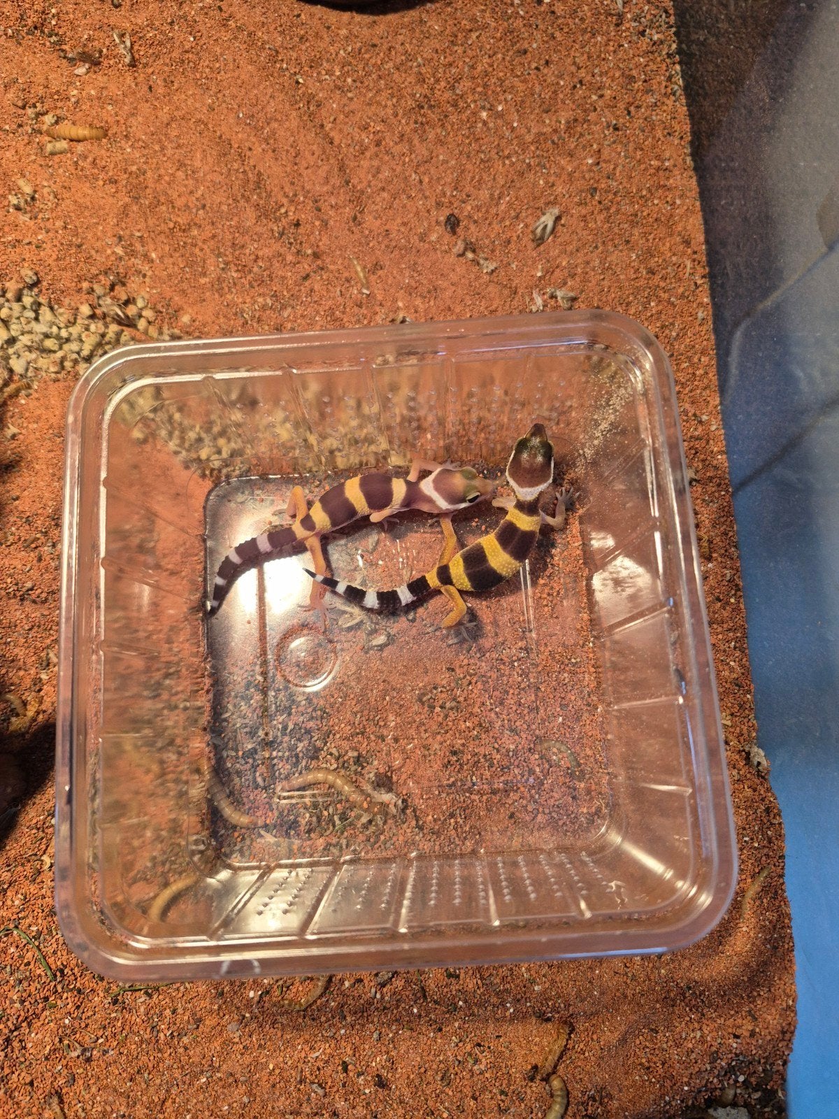 bebe gecko leopard, Enlèvement
