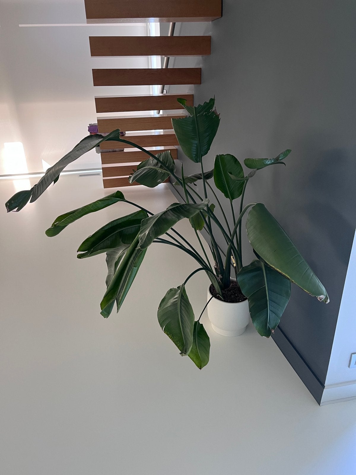 Bananenplant (zonder pot), Huis en Inrichting, Kamerplanten, Ophalen, 100 tot 150 cm, Overige soorten, Halfschaduw