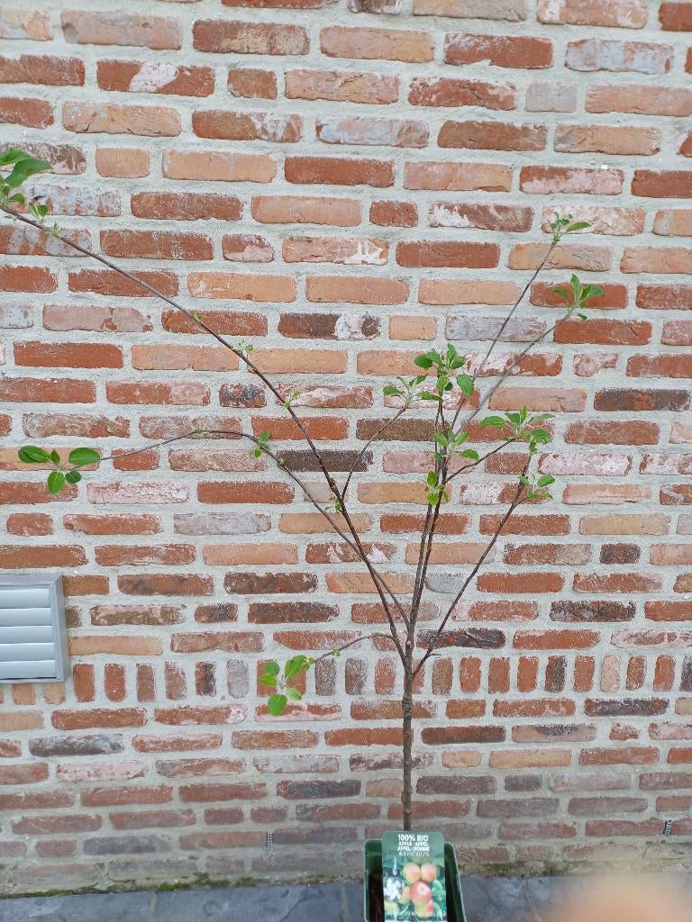 Appelboom Malus Domestica Elstar, Ophalen, In pot, Appelboom