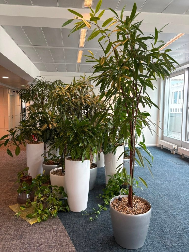 Kantoorplanten in potten  21 stuks samen, Receptie of Entree, Ophalen, Gebruikt, Inrichting