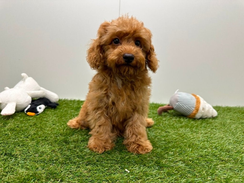 Maltipoo pups, België, 8 tot 15 weken, Parvo, Meerdere