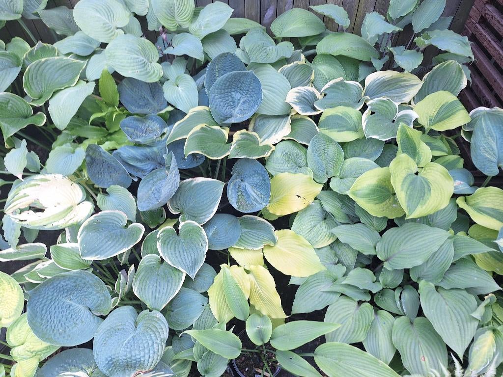 100 verschillende soorten HOSTA'S, Tuin en Terras, Vaste plant, Halfschaduw, Zomer, Ophalen