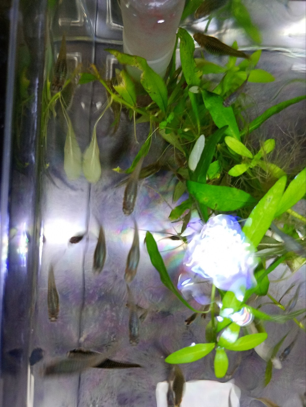 Mooie Yellow tijger endlers vrouwtjesen en enkele mannetjes., Vis, Zoetwatervis, Schoolvis