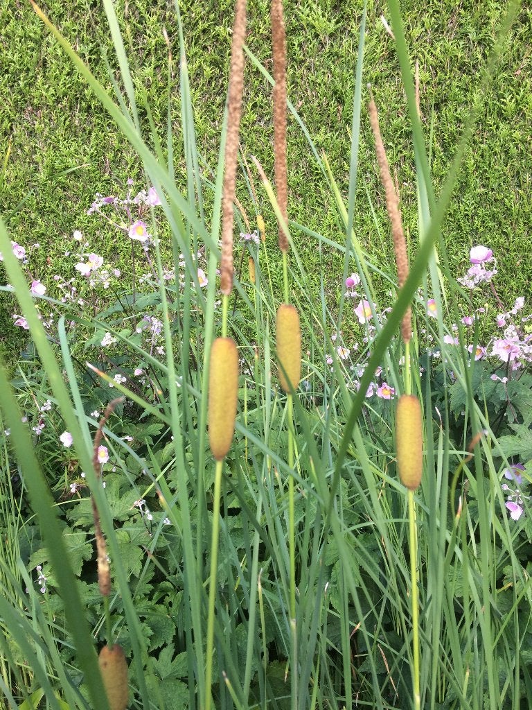 Vijverriet - Massette (Typha), Ophalen