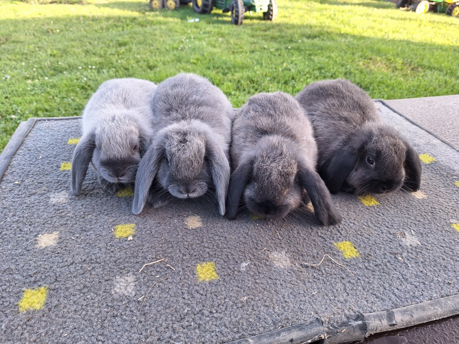 Raszuivere Nederlandse hangoordwergen/, Dieren en Toebehoren, Meerdere dieren, Dwerg, Hangoor, 0 tot 2 jaar