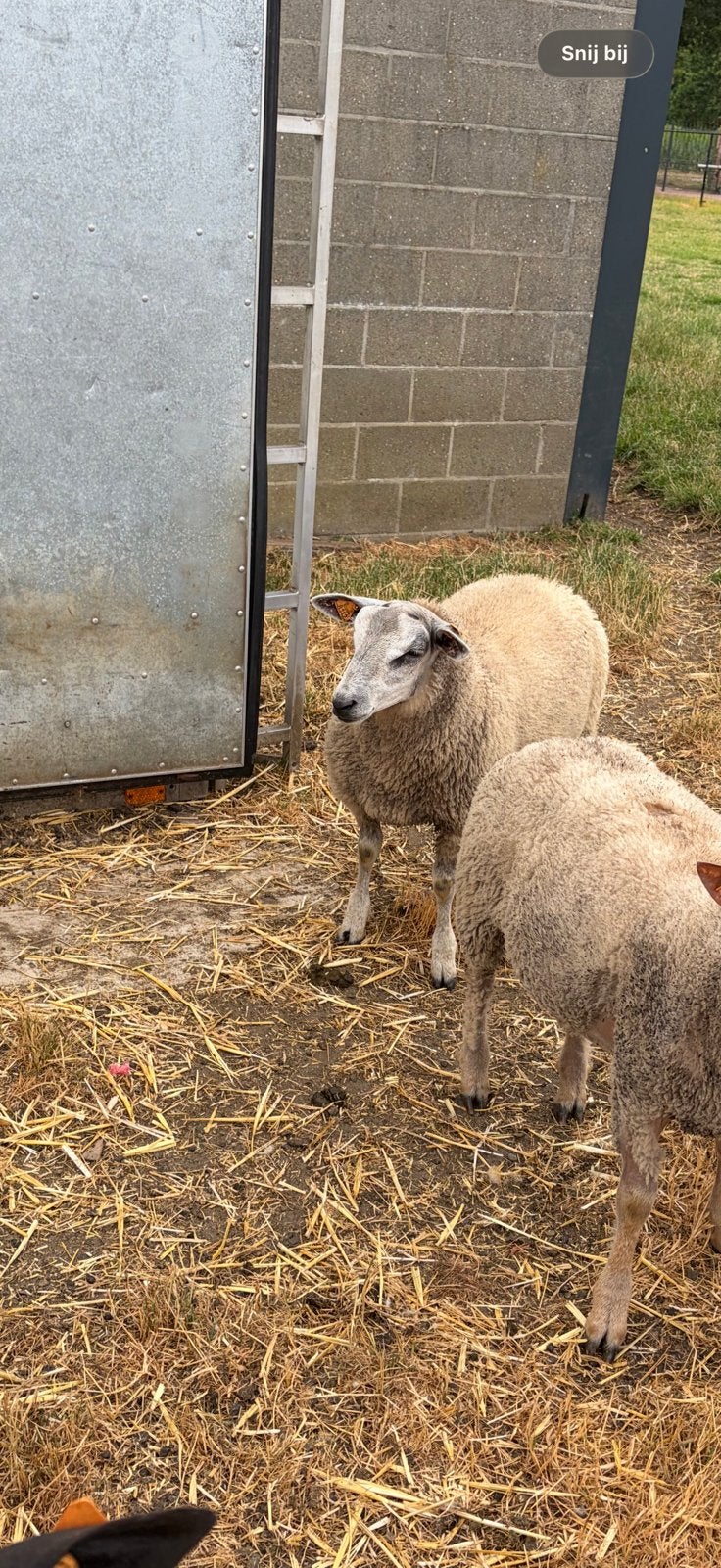 bok voor de slacht, Dieren en Toebehoren, Schapen, Geiten en Varkens
