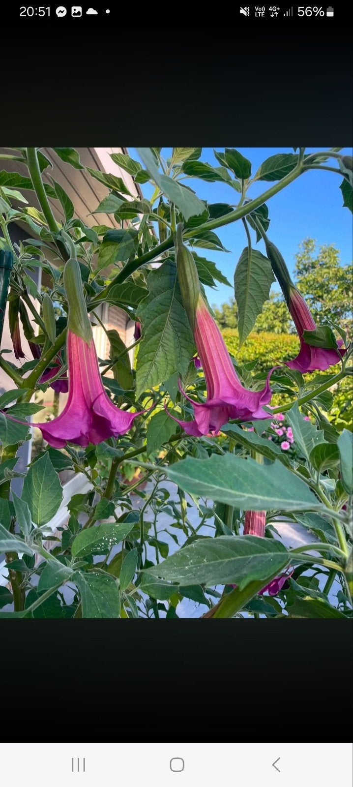 brugmansia purple rain, Jardin & Terrasse, Plantes | Jardin, Enlèvement