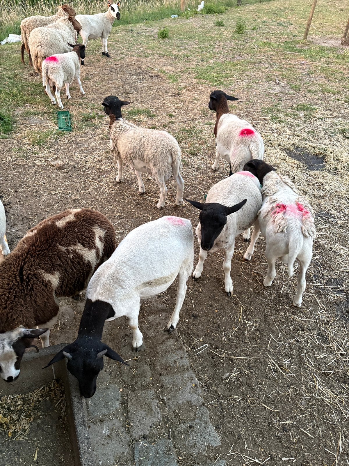 Dropers 6 ram Lammers, Mannelijk, Schaap
