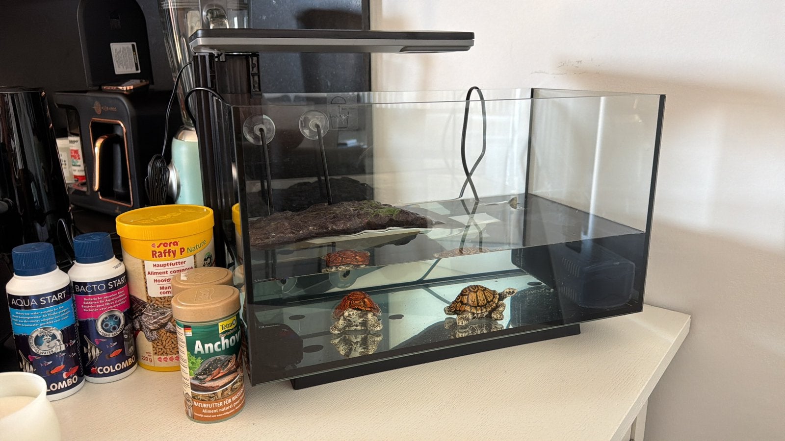 Waterschildpad (streepnekschildpad) + alle accesoires, Animaux & Accessoires, Reptiles & Amphibiens | Accessoires, Enlèvement
