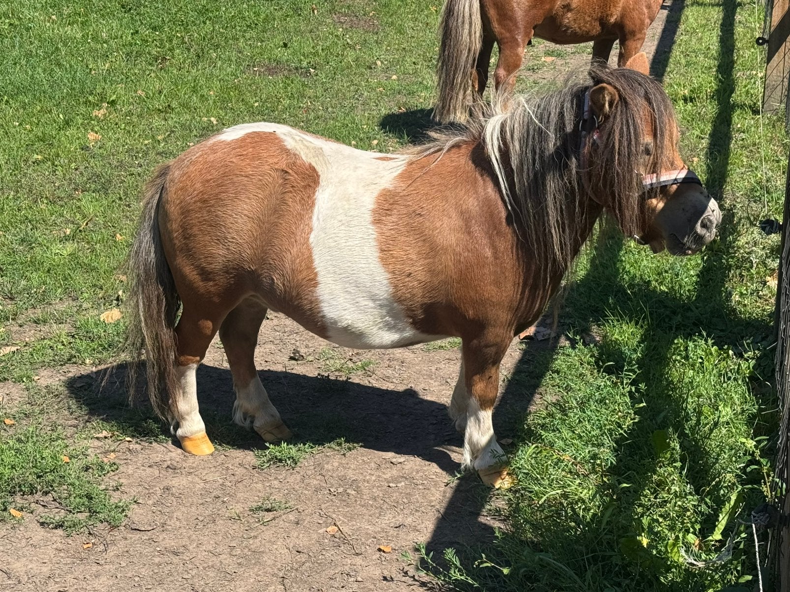 Merrie shetlander, Dieren en Toebehoren, Pony's, Merrie