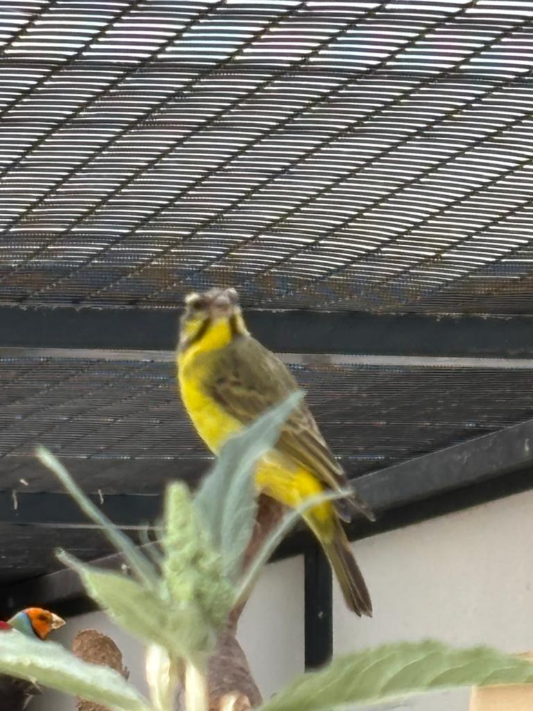 Mozambiquesijs man, Dieren en Toebehoren, Vogels | Overige Vogels, Mannelijk, Tropenvogel