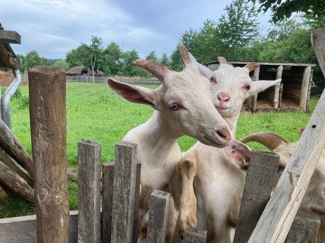 geiten, Dieren en Toebehoren