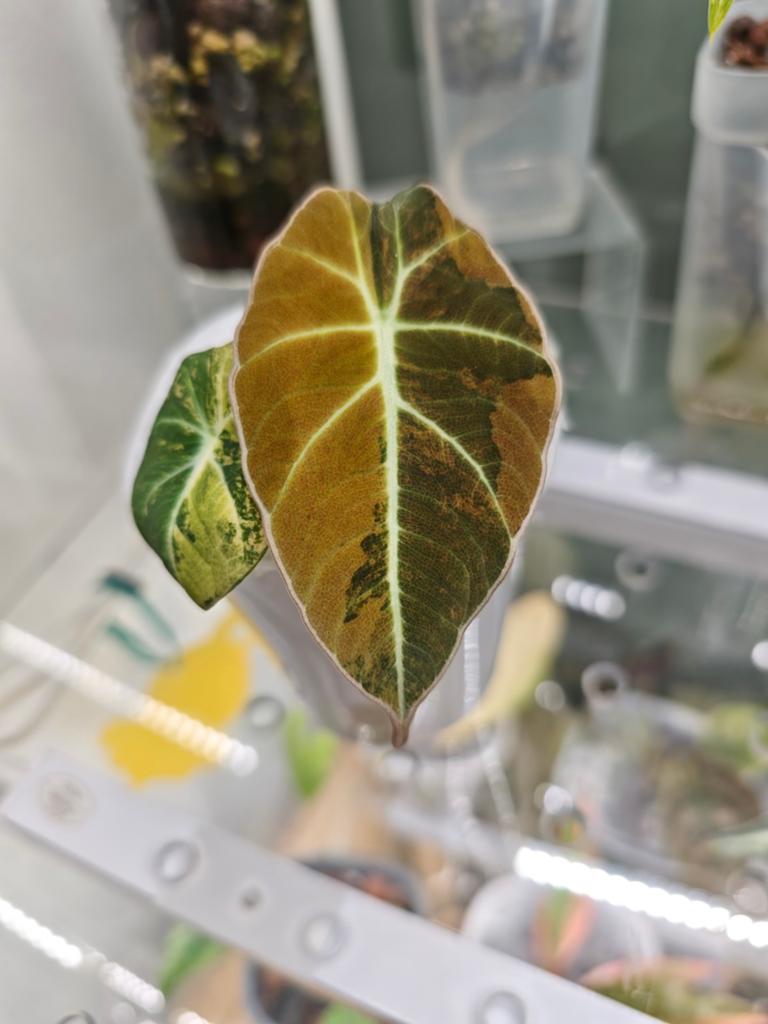 Alocasia black velvet aurea, Ophalen