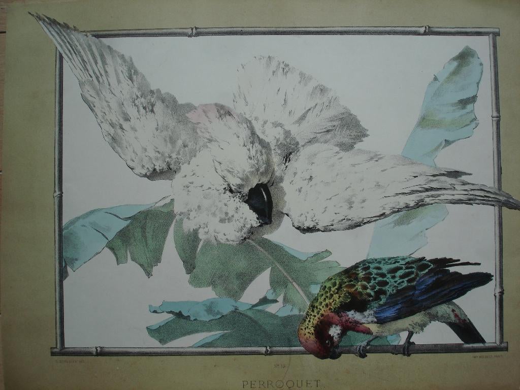 J. C. SCHULLER PERROQUET PARROT antieke litho papegaai c1880, Ophalen of Verzenden