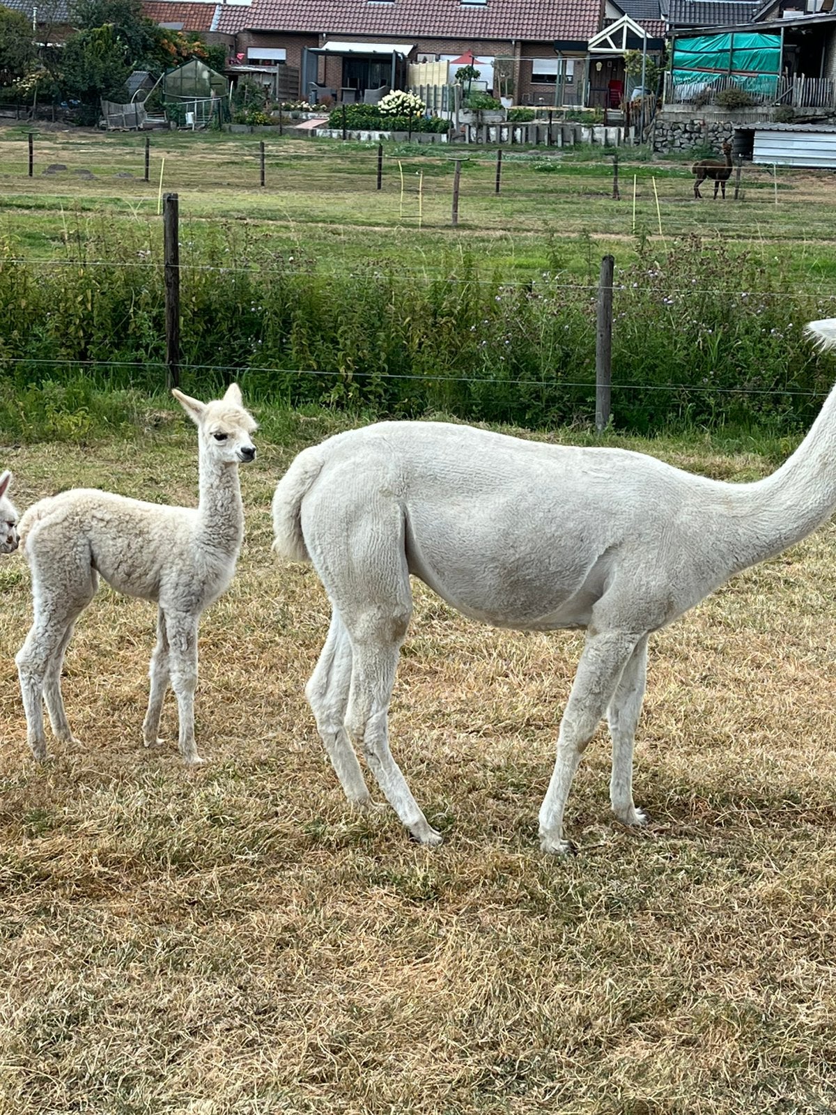 Alpacas, Février, Femelle