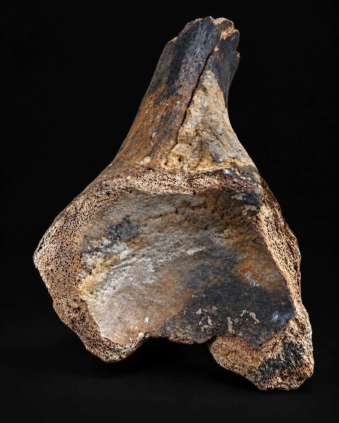 Os articulaire fossile — Pléistocène — 22 cm — 700 g, Collections, Enlèvement ou Envoi, Fossile