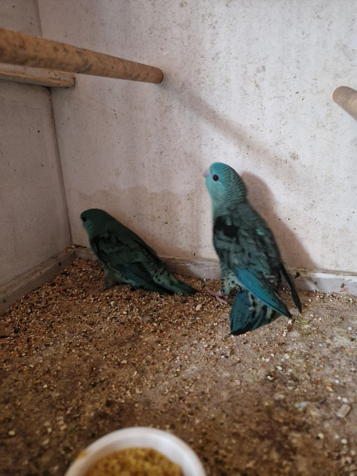 catharina, Dieren en Toebehoren, Parkiet