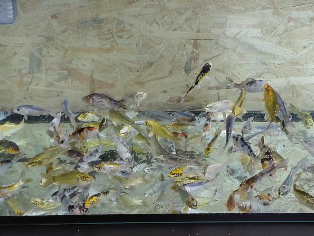Koi, Dieren en Toebehoren, Vissen | Aquariumvissen