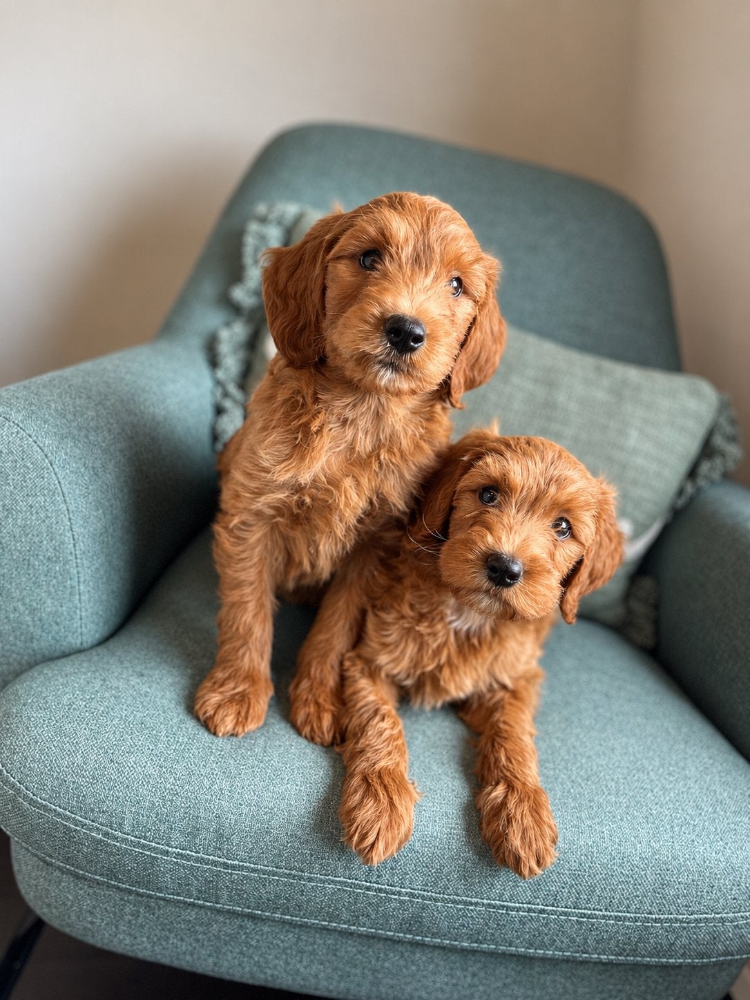 Knappe goldendoodle pups, Poedel, België, CDV (hondenziekte), 8 tot 15 weken