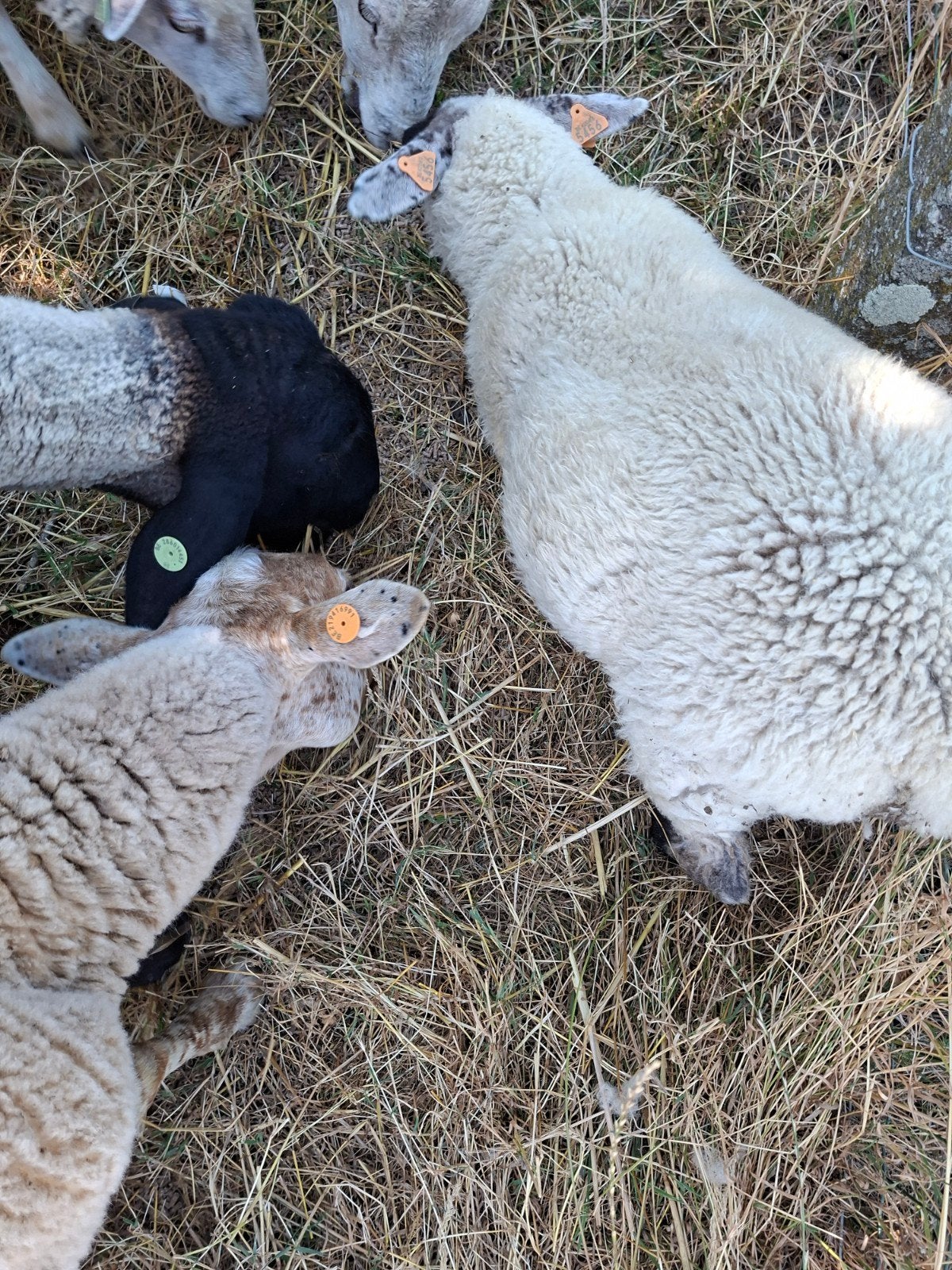 Slacht lammeren nog enkele bokjes en ooitjes, Dieren en Toebehoren