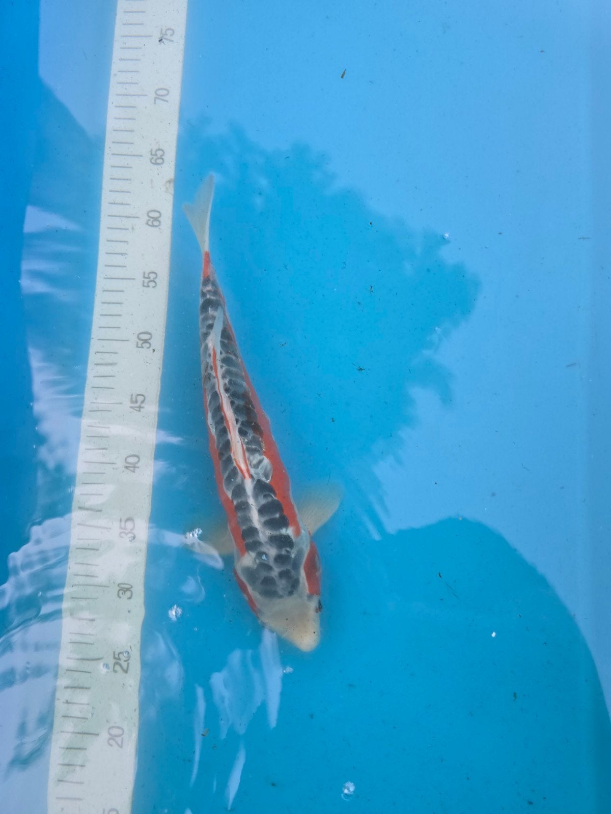 Tosaï Shusui 30-35 cm