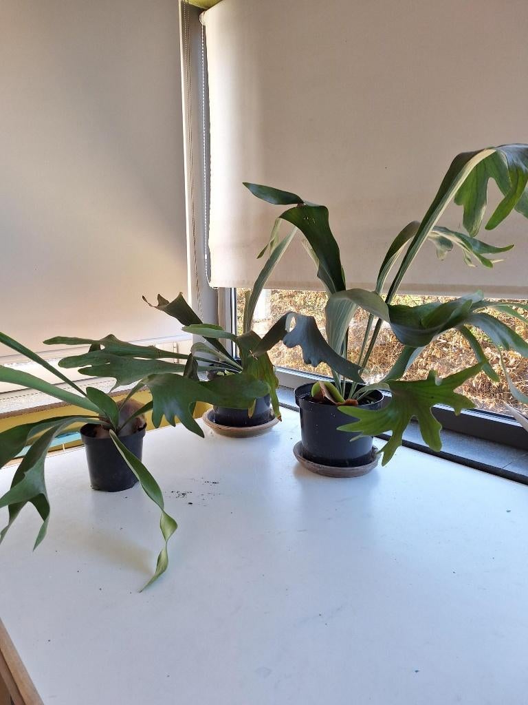 fougère staghorn, Autres espèces, Moins de 100 cm, Enlèvement, Plante verte