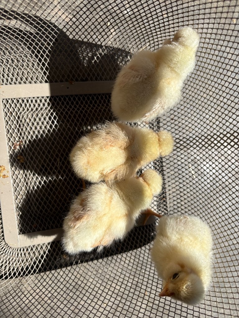 Padua hennen, Dieren en Toebehoren, Vrouwelijk, Kip