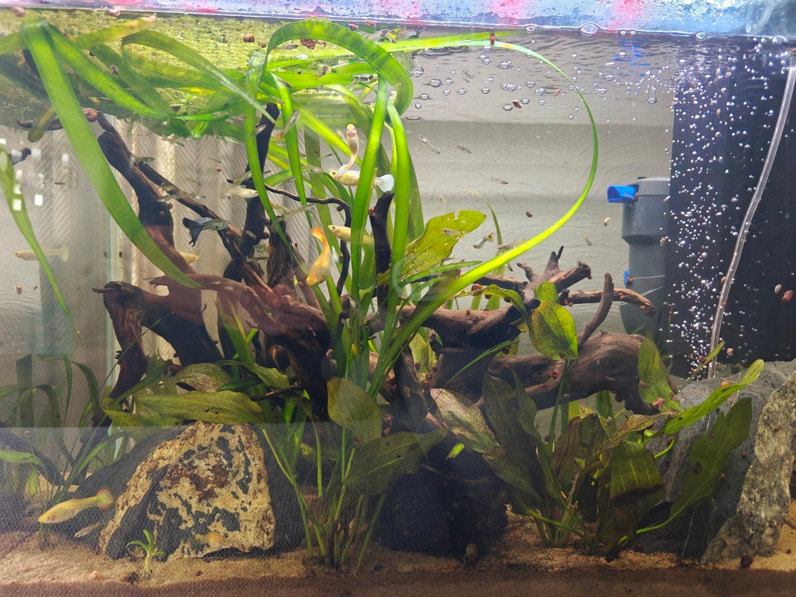 Guppy's ,  jongen & volwassen, Dieren en Toebehoren, Ophalen