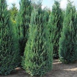 Blauwe Californische cipres, Tuin en Terras, Ophalen, Vaste plant, Overige soorten