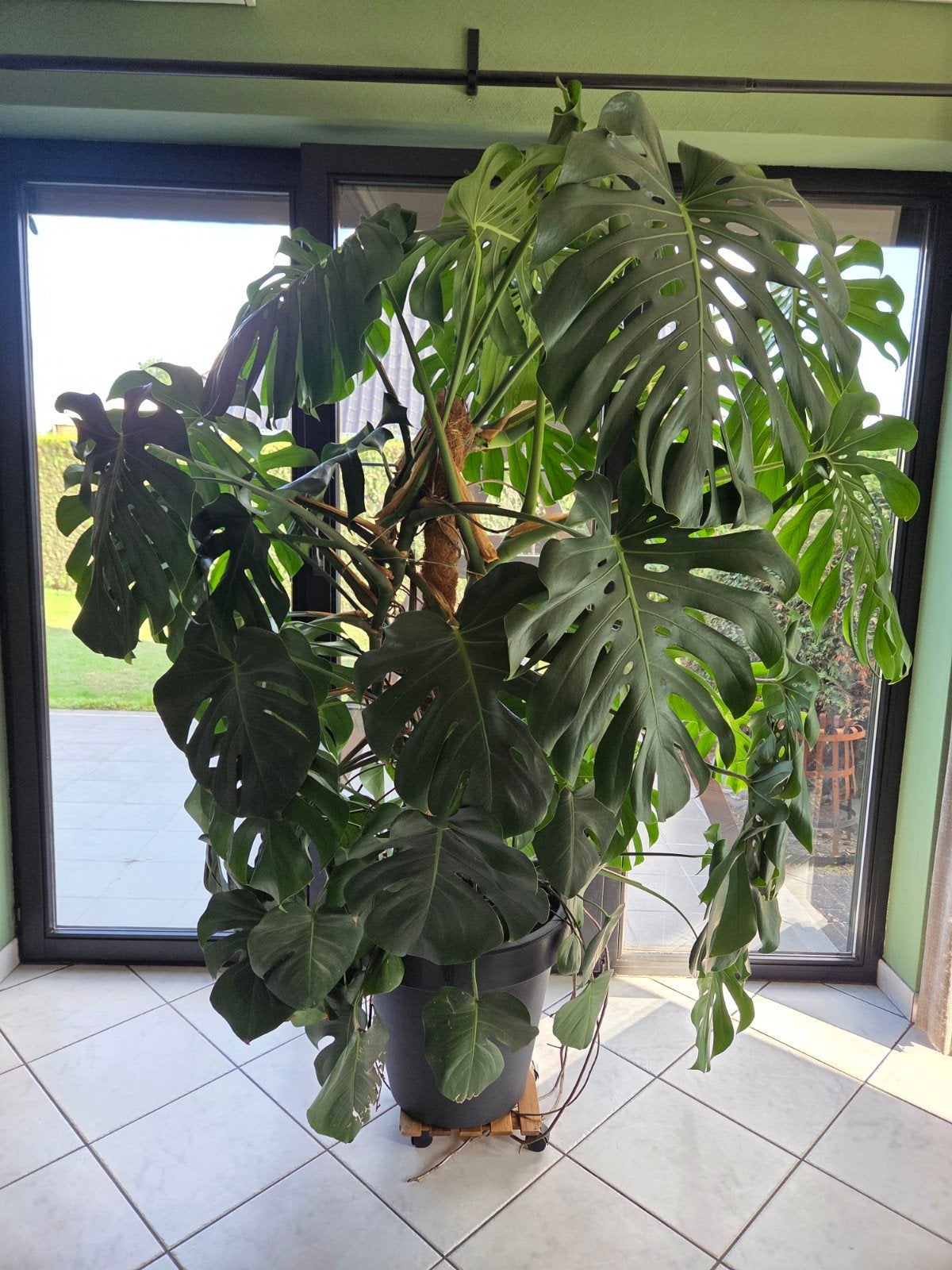 monstera, Tuin en Terras, Ophalen