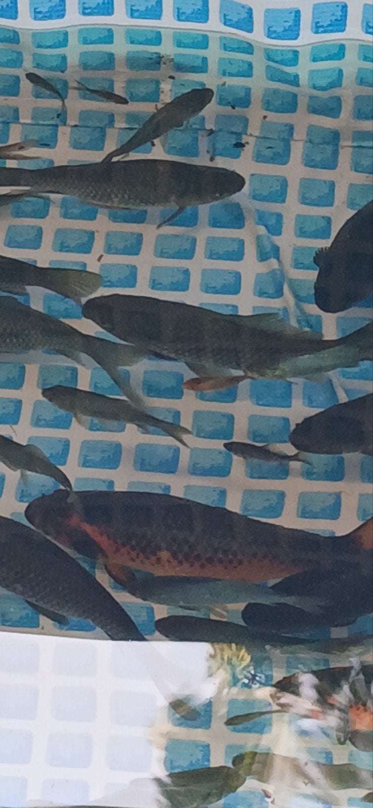 jonge koi's, Dieren en Toebehoren