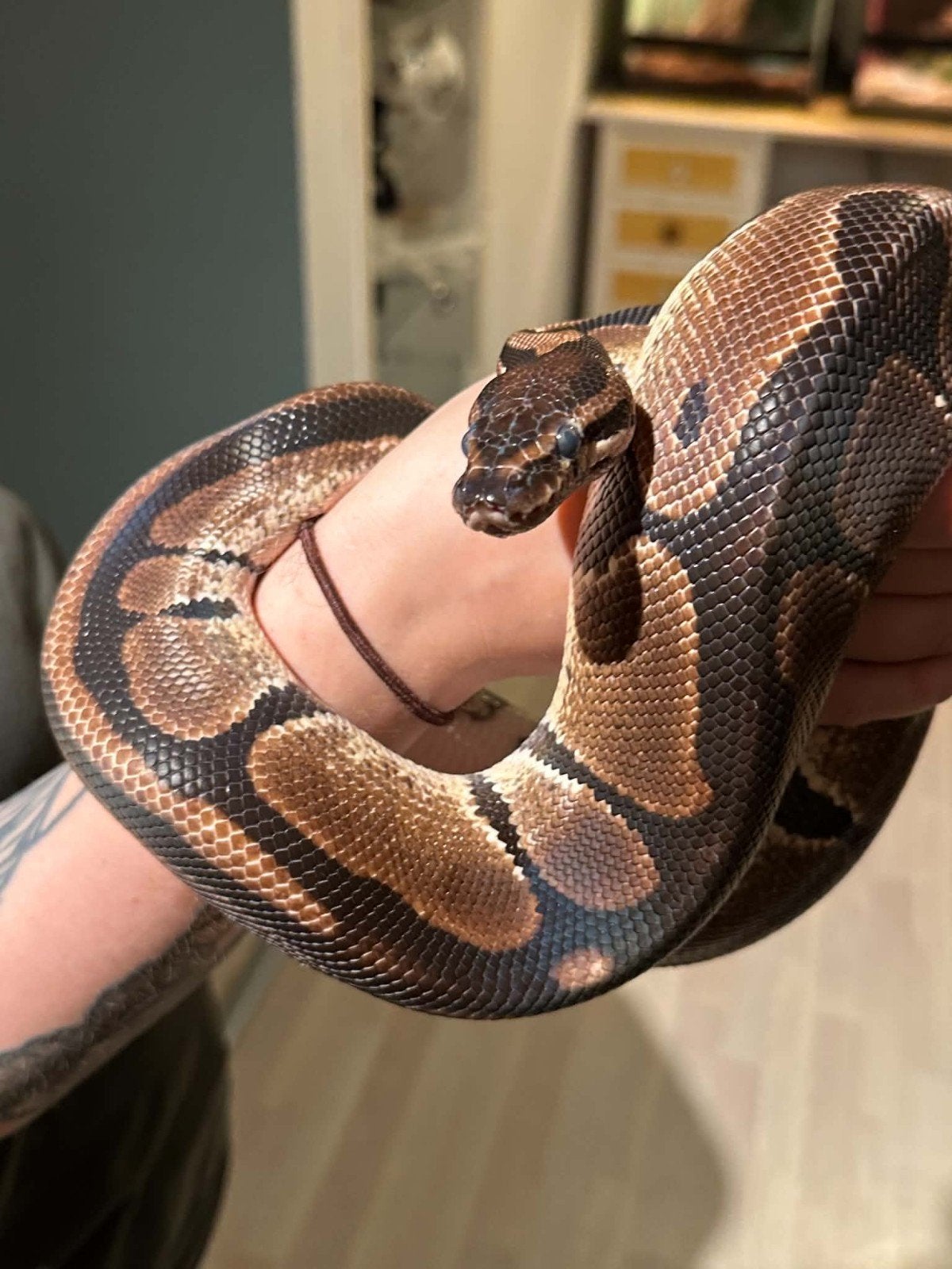 2 koningspythons Ball Python photo 2
