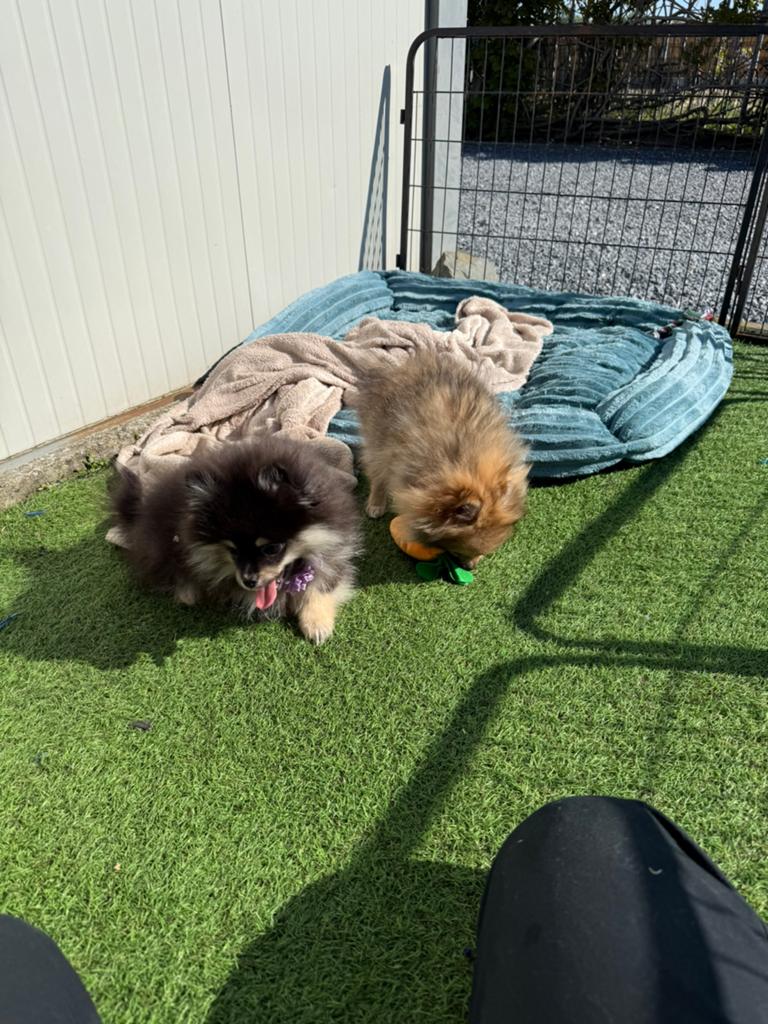 Mooie pomeriaan pups, Dieren en Toebehoren, Parvo, België, Keeshond, 15 weken tot 1 jaar