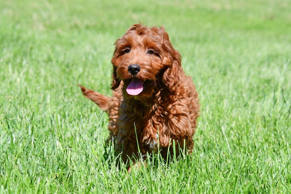 Cockapoo pups te koop, 15 weken tot 1 jaar, Overige rassen, Buitenland, Parvo