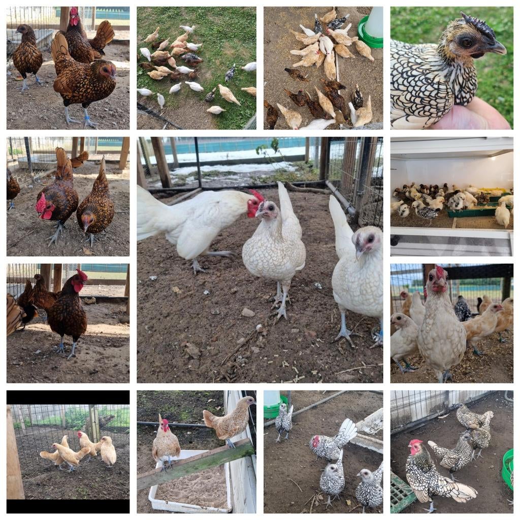 sebrights 5 kleuslagen. geent tegen marek + geringd, Dieren en Toebehoren, Pluimvee