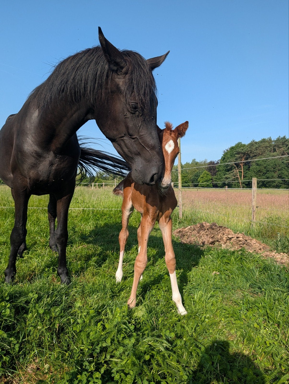 Hengst veulen appaloosa ruilen, Dieren en Toebehoren, Hengst, L
