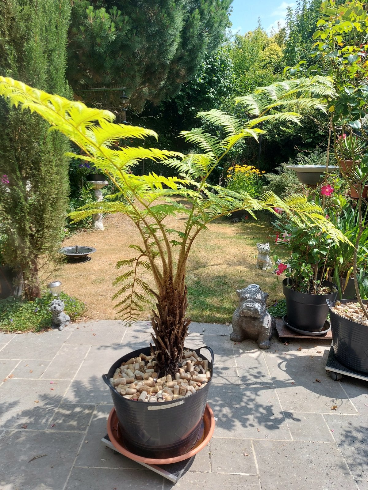 Boomvaren ( Dicksonia antarctica), Jardin & Terrasse, Plantes | Arbres, Ombre partielle, Enlèvement