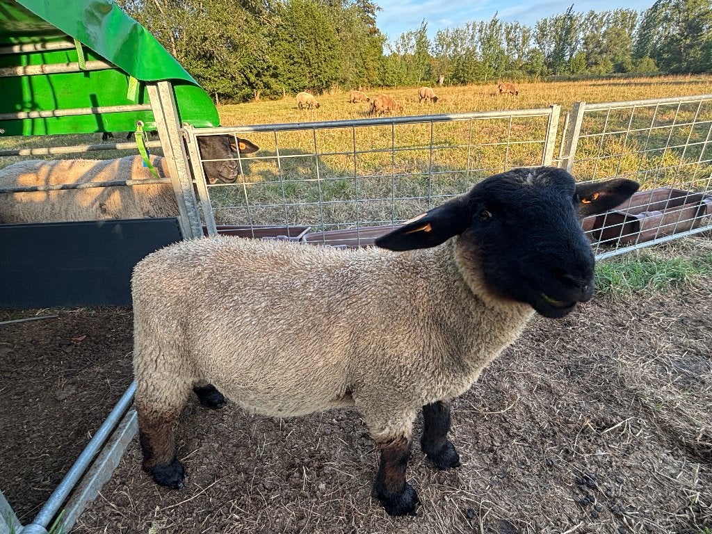 Moutons du Suffolk, Mâle, Mouton, 0 à 2 ans