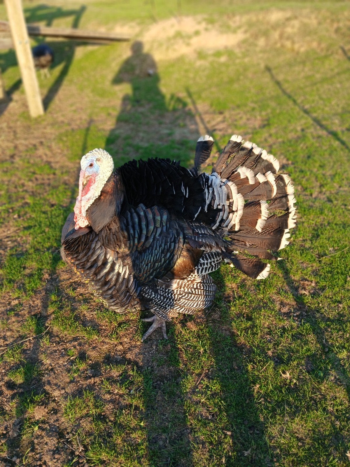 grote Amerikaanse bronskalkoen, Animaux & Accessoires, Dinde