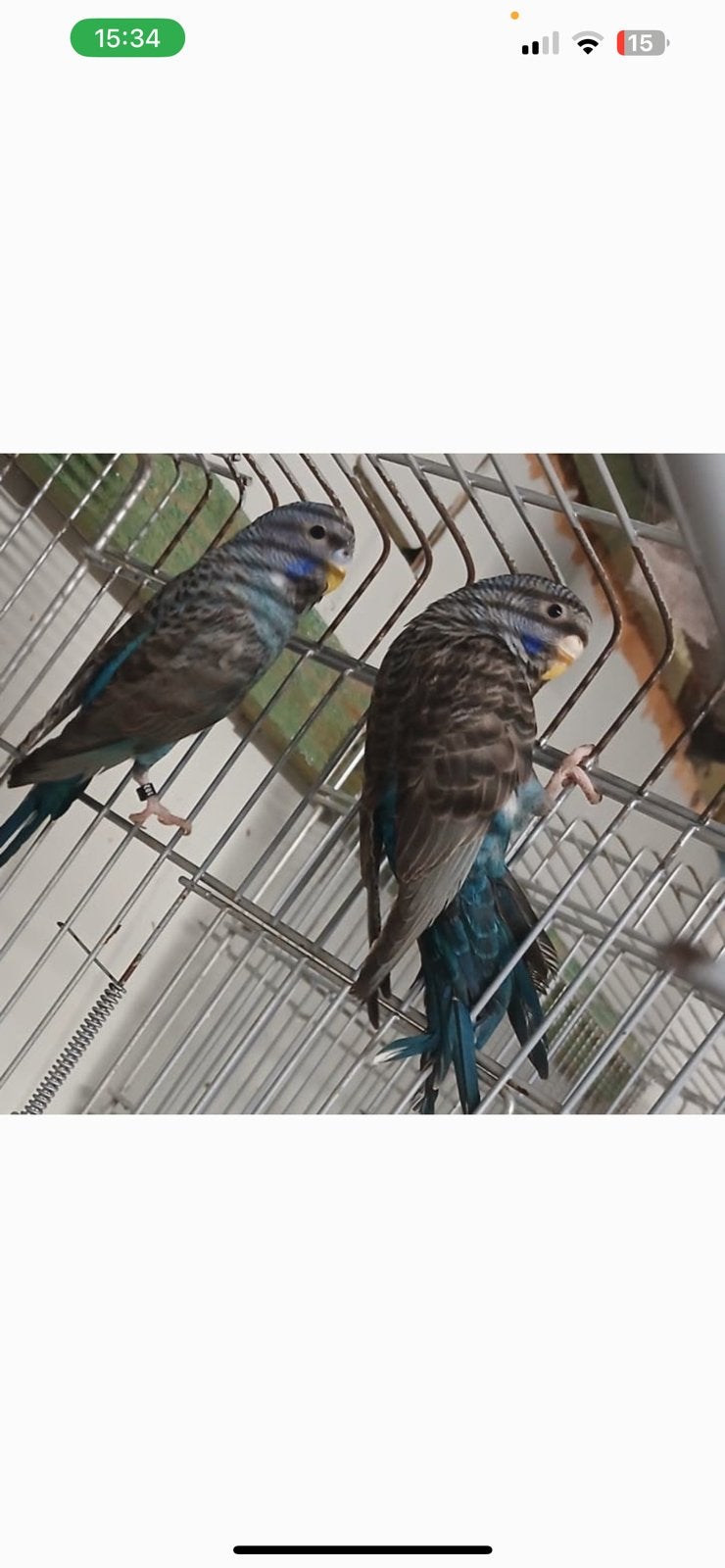 Blackface blackwing, Dieren en Toebehoren, Vogels | Parkieten en Papegaaien
